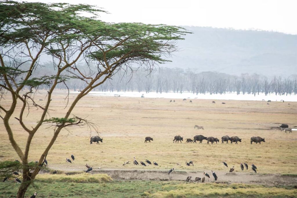 Flamingo Restaurant |  Sarova Lion Hill Game Lodge