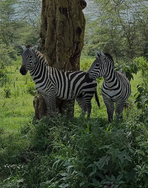 Nakuru